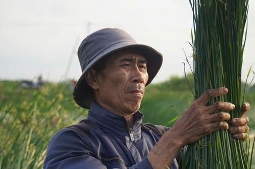 'Nắng chát' trên cánh đồng cói ở Nga Sơn