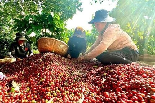Việt Nam có cà phê đặc sản, giá cao gấp đôi mặt bằng thế giới