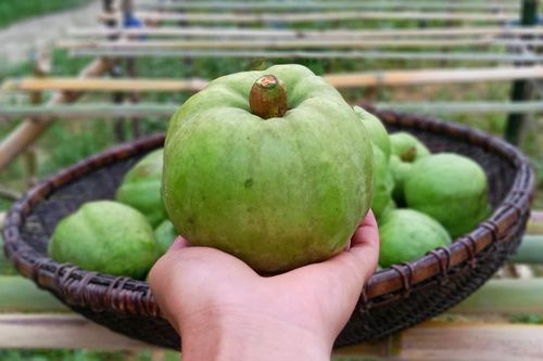 Quả ở miền Bắc trông giống ổi, nấu canh ngon hơn dùng sấu, me