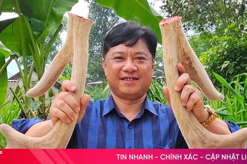Huyện miền núi Hà Tĩnh ước thu hơn 223 tỷ đồng từ nhung hươu