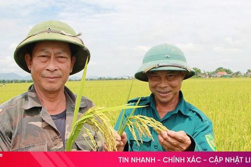 Vựa lúa Can Lộc đạt năng suất cao nhất từ trước đến nay