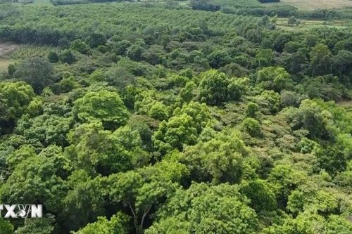 Quảng Bình: Xử phạt 37,5 triệu đồng một cá nhân về hành vi phá rừng
