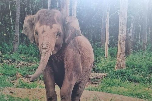 Câu chuyện kỳ lạ về chú voi hoang dã từ chối trở lại rừng