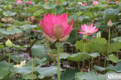 Tháng Năm về, ngắm hoa sen bình dị ở quê Bác