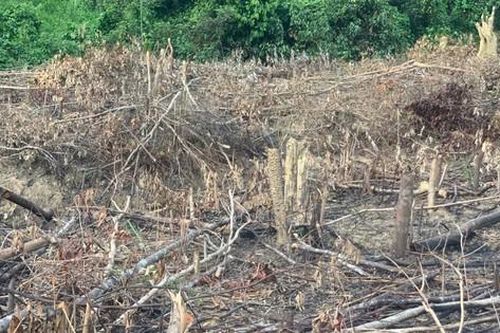 Quảng Bình: Huyện ra văn bản ngăn chặn, xử lý triệt để tình trạng phá rừng