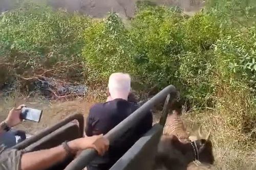 CLIP: Du khách kinh hãi khi chứng kiến cảnh hổ lao ra từ bụi rậm vồ bò ngay trước mũi xe Jeep