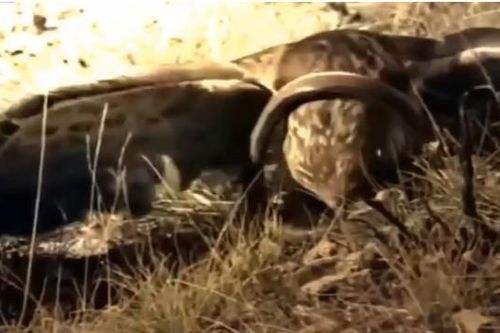 CLIP: 'Sát thủ bầu trời' tung đòn quyết định, rắn độc gục ngã trong tích tắc
