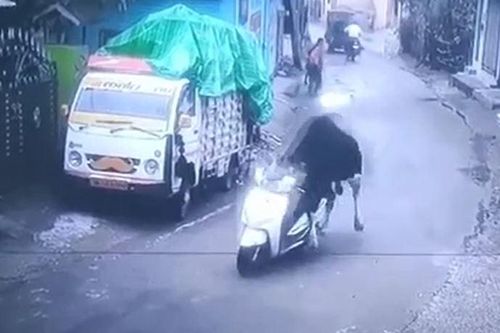 CLIP: Phì cười trước khoảnh khắc bò đực điều khiển xe máy, chạy như bay trên đường phố