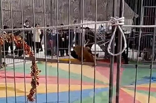 CLIP: Sư tử tấn công nhân viên trong buổi biểu diễn xiếc, khán giả hoảng loạn la hét