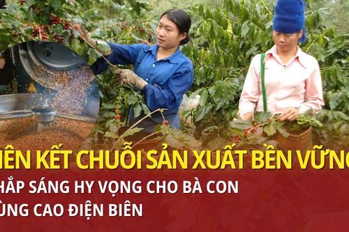Liên kết chuỗi sản xuất bền vững: Thắp sáng hy vọng cho bà con vùng cao Điện Biên