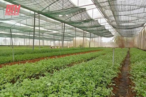 Chủ động tưới tiết kiệm mùa nắng nóng