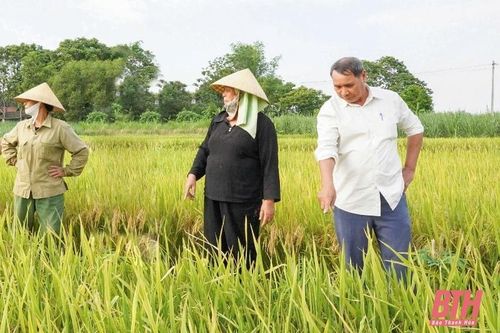 Thọ Xuân: Hơn 27 ha lúa vụ xuân bị thoái hóa đầu bông