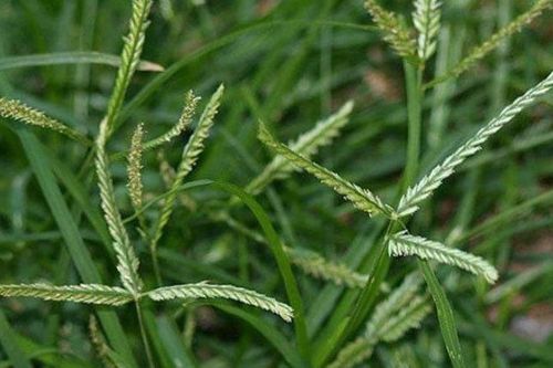 5 bài thuốc chữa bệnh thường gặp từ loài cỏ dại ven đường