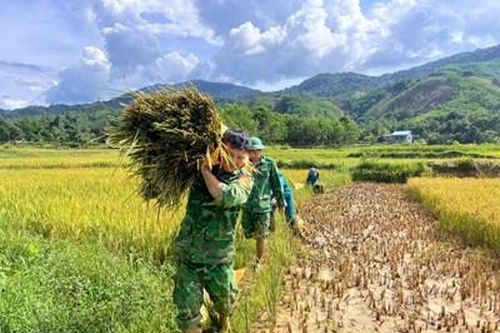 Gặt lúa giúp người dân biên giới
