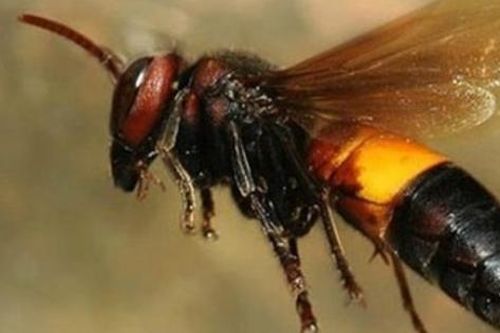 Bị ong vò vẽ đốt hơn 100 vết, một người tử vong