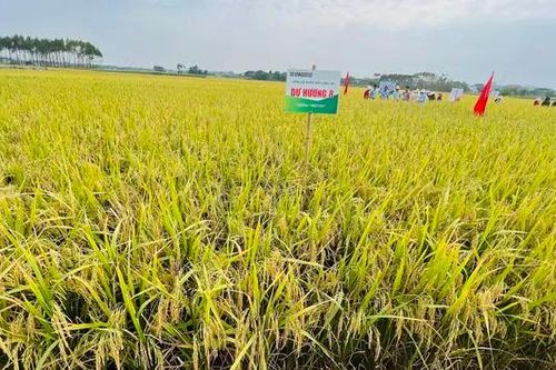 Mùa vàng trên cánh đồng ở Hà Nội