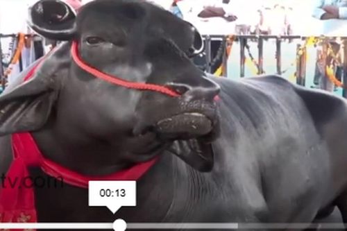 Clip: Cận mắt trâu khổng lồ cao 2 mét, nặng khoảng 1500 kg, mỗi ngày khoảng 1,5 triệu tiền ăn