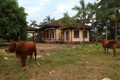 Trung tâm giới thiệu sản phẩm nghề đúc đồng thành nơi chăn thả bò
