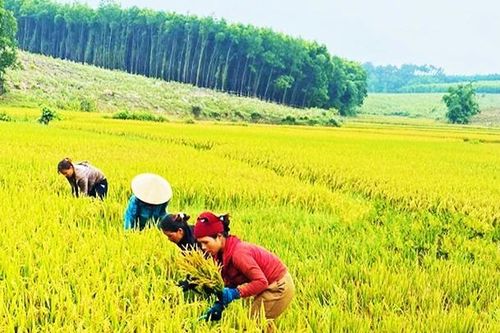 Đổi thay trên quê hương người Pa Cô, Vân Kiều
