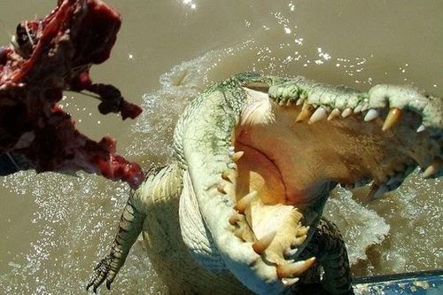 Đang cầu nguyện, người đàn ông bị 'quái thú' chồm lên cắn