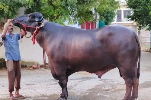 Sửng sốt con trâu được trả 30 tỷ, chủ 'kiêu' không bán
