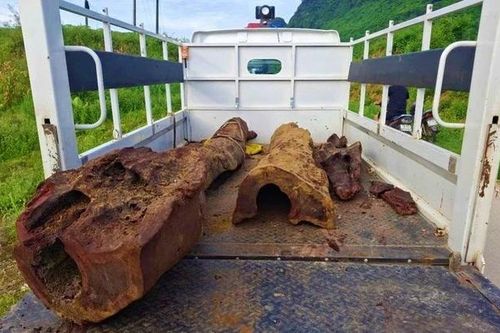Đi bắt cá, người dân 'mò' được gốc gỗ nghi sưa đỏ quý hiếm