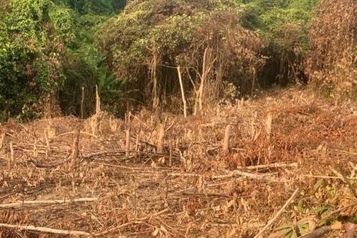 Quảng Bình: Chính quyền xã 'ngó lơ', mặc dân phá rừng tự nhiên để trồng keo