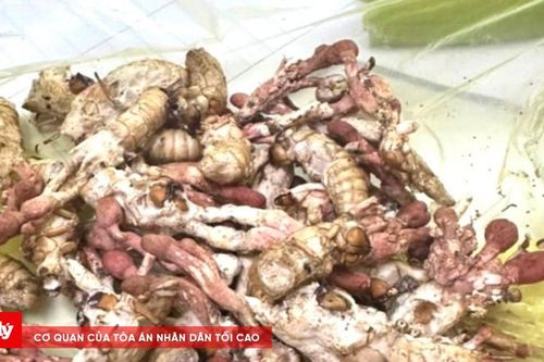 Ăn nấm độc mọc trên nhộng ve sầu, người đàn ông nguy kịch