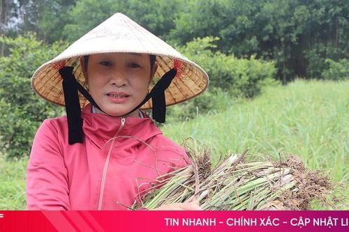 Nông dân Cẩm Xuyên trồng loại cây quen thuộc, thu cả trăm triệu đồng/năm