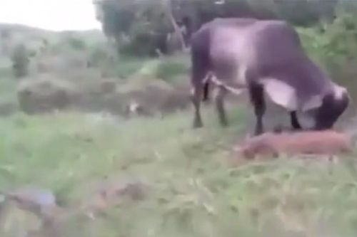 CLIP: Bò mẹ liều mình quyết chiến trăn khổng lồ để giành lại bê con