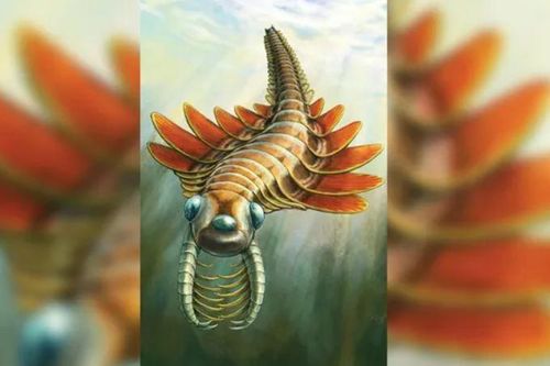 Phát hiện sinh vật biển 3 mắt nửa tỷ năm tuổi thở bằng mang ở... mông