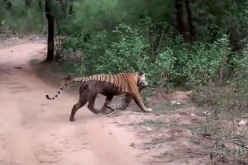 CLIP: Hổ cái tung đòn chớp nhoáng, hạ gục báo đốm ngay trước mặt du khách