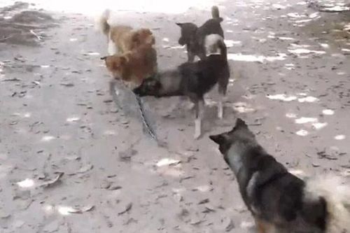 CLIP: Đàn chó nhà áp dụng chiến thuật 'xa luân chiến' tài tình, hạ gục rắn độc trong 'chớp mắt'