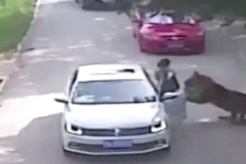 CLIP: Vừa bước xuống khỏi xe ô tô, cô gái bị hổ lao tới tấn công rồi lôi đi trước sự chứng kiến của người thân