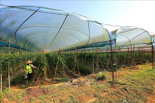 Khi 5 'nhà' bắt tay cho nông nghiệp xanh