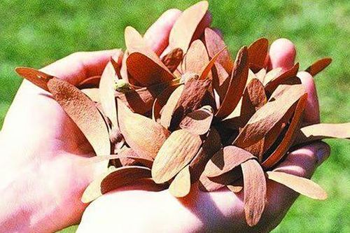 Mùa chò nâu vấn vương