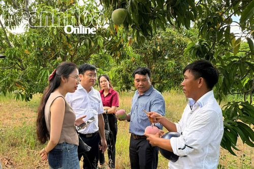 Kết nối tiêu thụ xoài cho nông dân