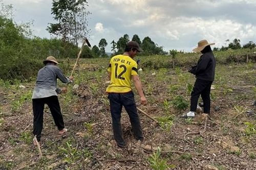 Xuất hiện tình trạng đổ xô trồng cây đón đền bù dự án cao tốc Quảng Ngãi - Kon Tum