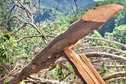 Đã xác định người liên quan vụ phá rừng phòng hộ ở Quảng Trị