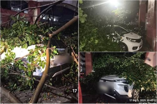 Mưa dông quật đổ cổng chào vào Khu di tích Lam Kinh