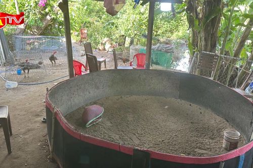 Đột kích tụ điểm cá độ đá gà quy mô lớn 'núp bóng' trại chăn nuôi gà