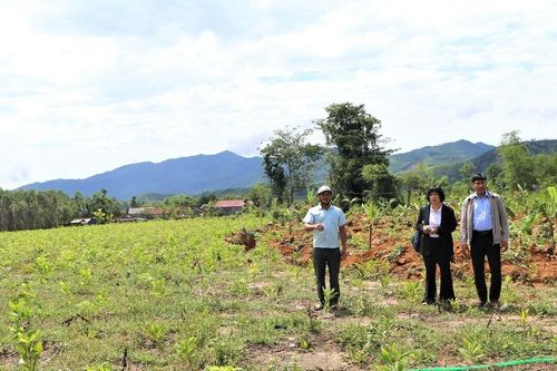 Đổ xô trồng cây chờ đền bù làm dự án