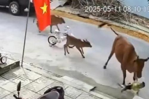 'Vuốt đuôi'!