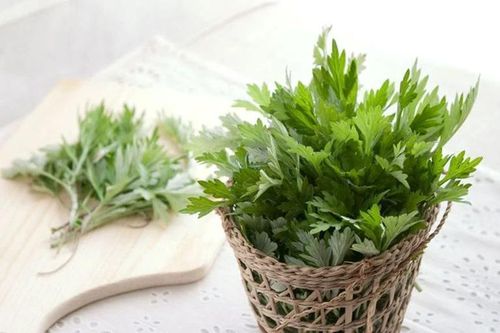 Bài thuốc từ ngải cứu giúp lưu thông máu não