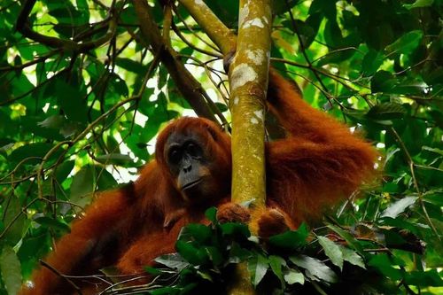Loài vật kỳ lạ giao tiếp giống hệt người, chuyên gia bối rối