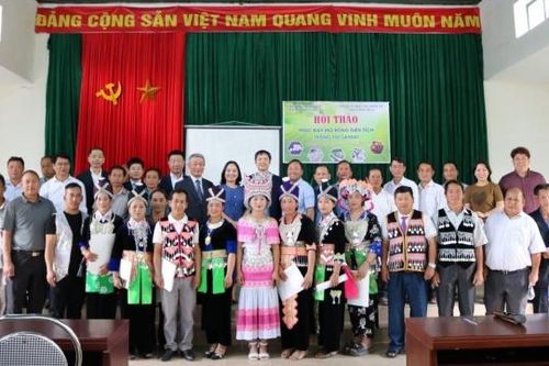 Nhật Bản hỗ trợ kỹ thuật trồng tỏi cho cộng đồng dân tộc thiểu số tại Nghệ An