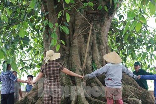 Báu vật 'cụ đa' hơn 300 năm tuổi, nơi trú ẩn của bộ đội thời chiến