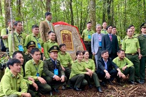 Công nhận 108 'hóa thạch sống' ở Lâm Đồng là cây di sản Việt Nam