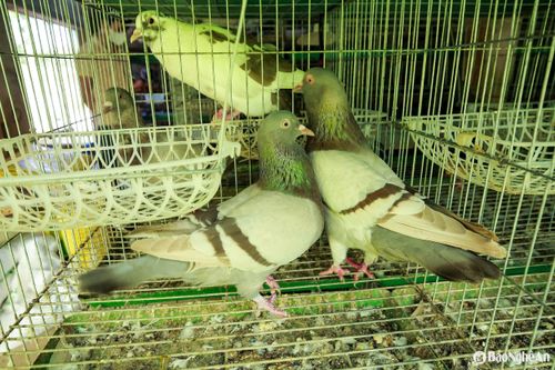Nuôi bồ câu Titan Thái, chàng trai trẻ thu nhập trăm triệu đồng mỗi năm