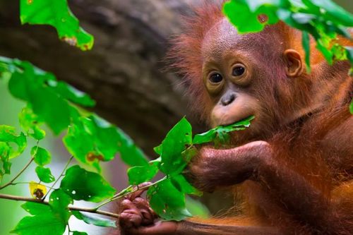 Sửng sốt đười ươi có kỹ năng giao tiếp giống như con người